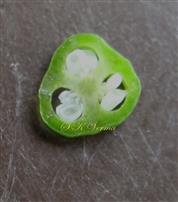  Ovary T.S. (3-locular)